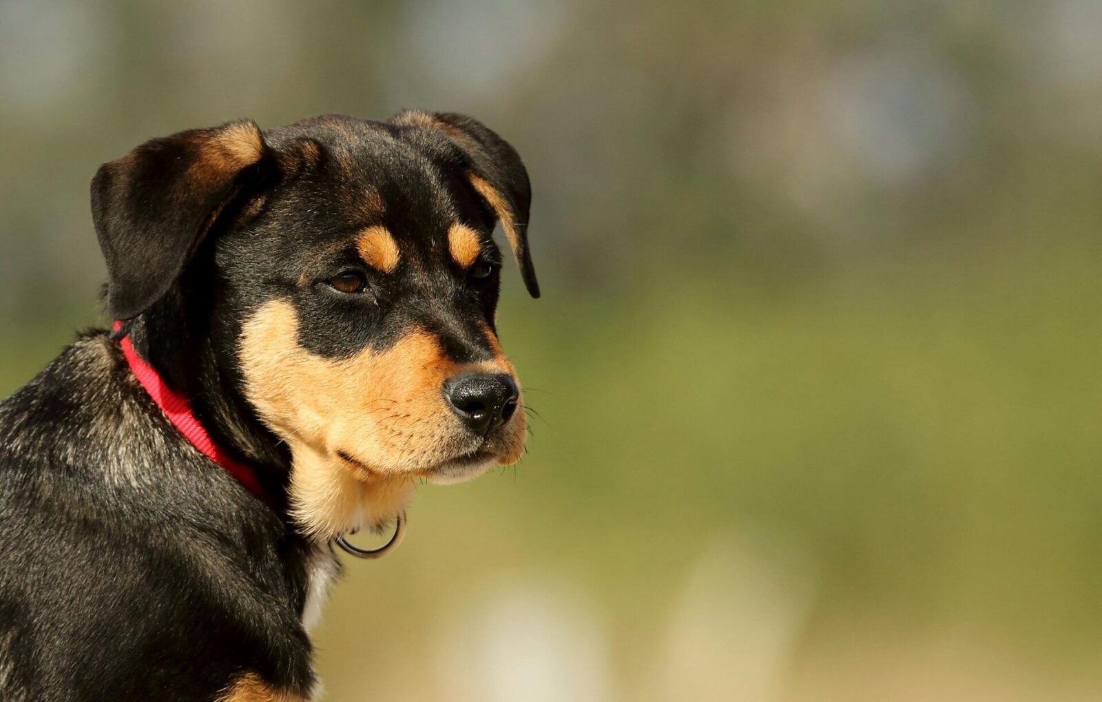 Companion Animals